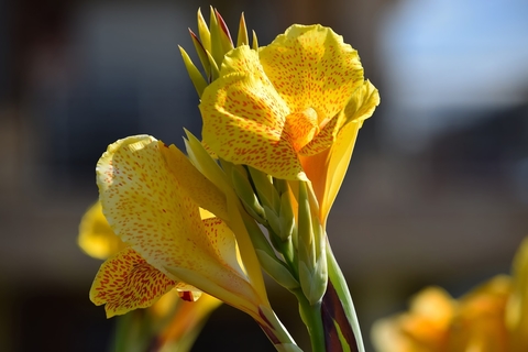 A cluster of yellow red-flecked canna lily flowers