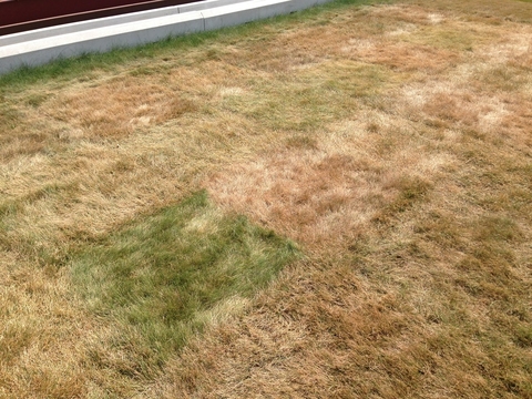 Lawn that has become mostly brown due to lack of water.