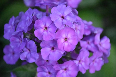 Garden phlox purple flowers