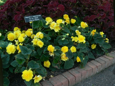 Yellow tuberous begonias in a mass planting with dark purple coleus in the background.