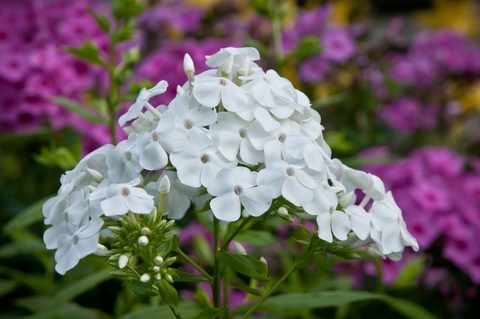 A tall garden phlox with white flowers with hot pink flowers in the background. 