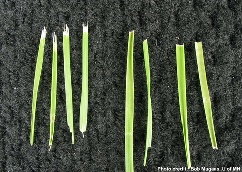 Four grass blades with shredded tips side by side with four grass blades with cleanly-cut tips.
