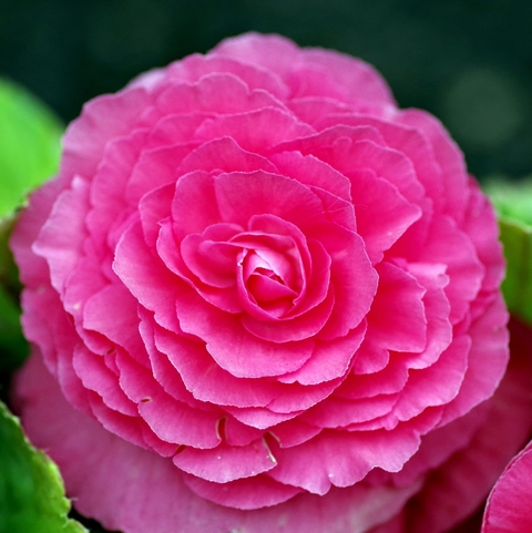 A pink tuberous begonia flower with many slightly ruffled petals.