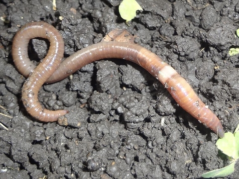Long worm on bare soil.