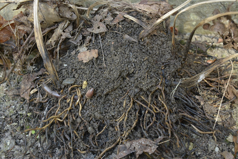 Bare roots and plant debris in soil damaged by jumping worms.