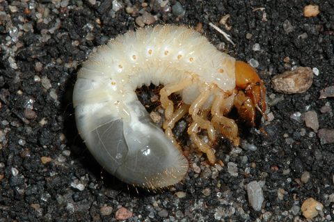 Small curved white insect with orange head and six legs.