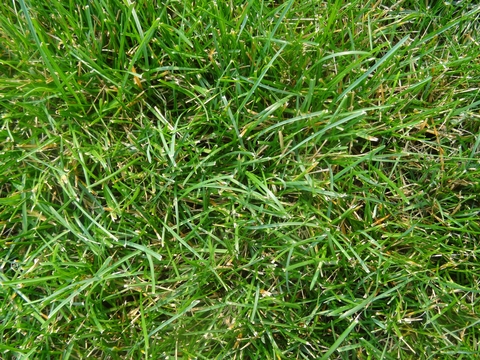 A closeup of medium-textured blades of grass in a lawn.