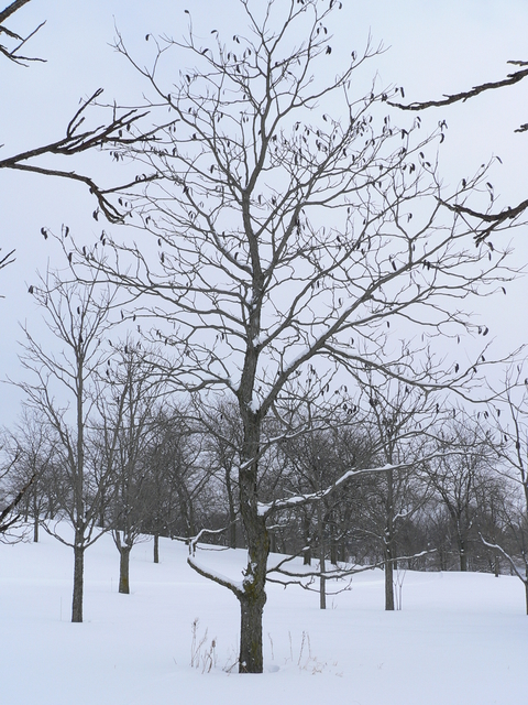 Kentucky coffee tree in winter