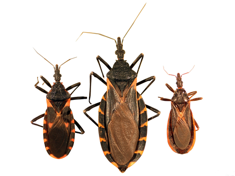Three kissing bugs with pear-shaped bodies and thin legs. They have light and dark banding along the edges of the abdomen. 