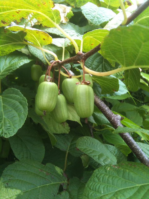 A group of kiwiberries on the vine.