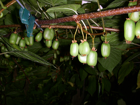 Branch with many kiwiberries