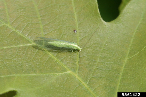 Green Adult Lacewing