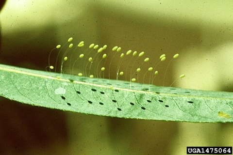 Lacewing eggs in stem like shapes on a leaf