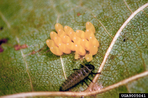 A ladybeetle larvae and elongated yellow ladybeetle eggs on the underside of a leaf.
