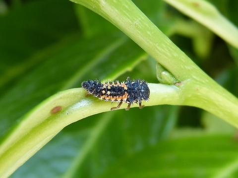 Lady beetle at larva stage on a plant. 