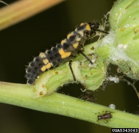 A lady beetle larvae feeds on aphids on a green plant stem.