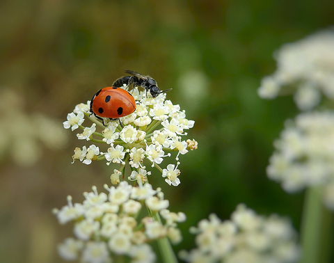A 7-spotted lady beetle and a native bee on a white flower.