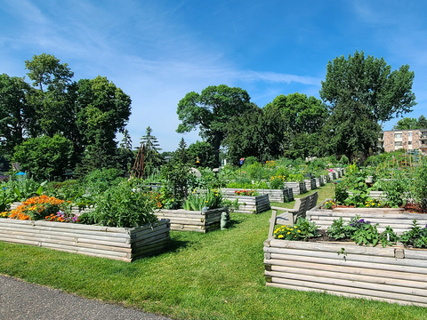 Raised bed gardens in a grassy area along bordered by trees and buildings.