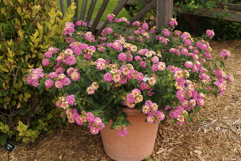 Pink and yellow lantana in a planter outside.