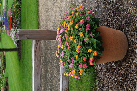 Assorted pink and orange lantana in a planter outside.