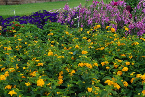 Yellow lantana in a flower bed.