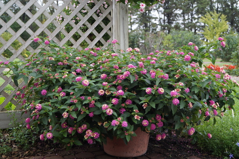 Pink lantana in a planter outside.
