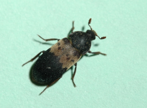 A black beetle that has a brown band with 6 dark-colored spots on it