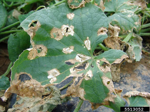 A cucumber leaf with large brown and white spots caused by anthracnose. 