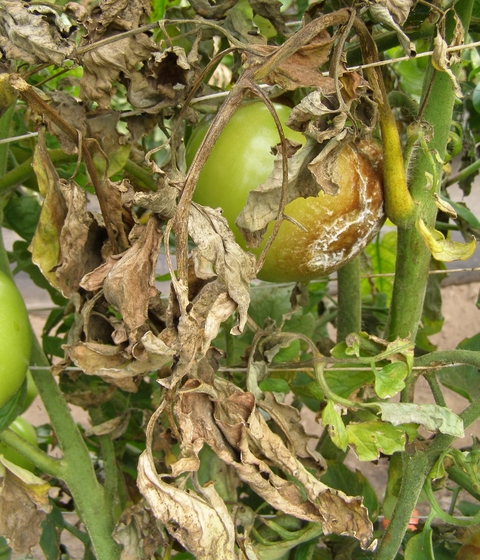 early blight on tomatoes