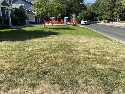 Kentucky bluegrass lawn entering a drought-induced dormancy with some patches of brown. 