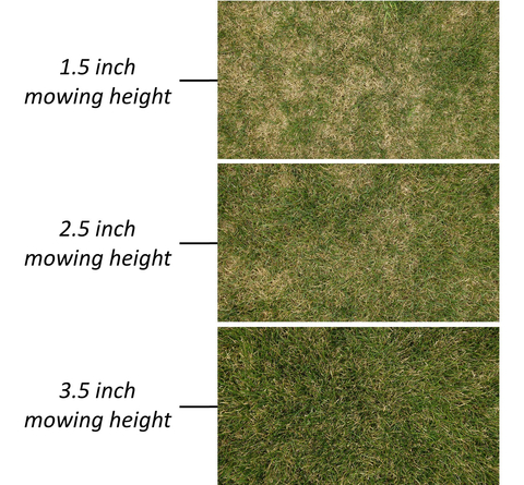 Three plots of Kentucky bluegrass plots mowed at different heights. The top plot is mowed at 1.5 inches and has many brown patches. The middle plot is mowed at 2.5 inches with some browning. The bottom plot is mowed at 3.5 inches and is mostly green with a little browning.