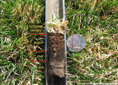 Soil core with soil, mat, thatch and turfgrass canopy layers.  A quarter is shown next to the core sample to show the size of the thatch layer.