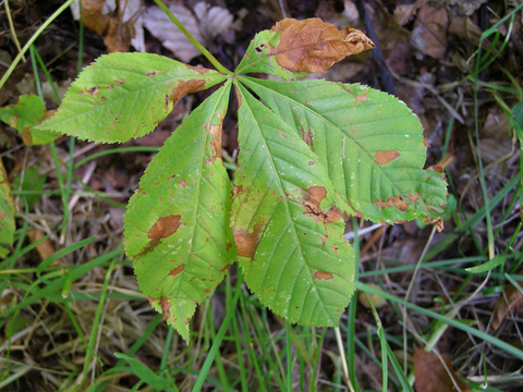 brown spots and wilted areas on five-leaf cluster lying on grass