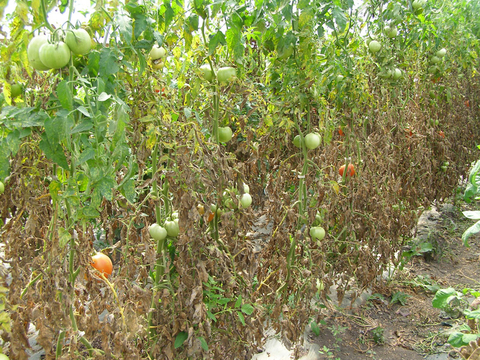 Row of tomato plants, lower two thirds of plants have dead, brown leaves