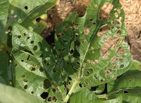 Many holes in green leaves from insect feeding.