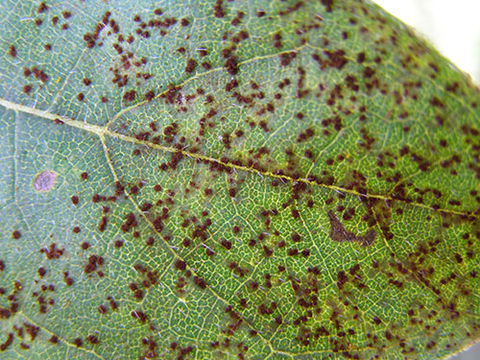 Powdery brown spores of sunflower rust on close-up of leaf