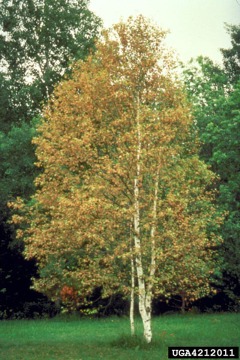 A birch tree with several brown leaves
