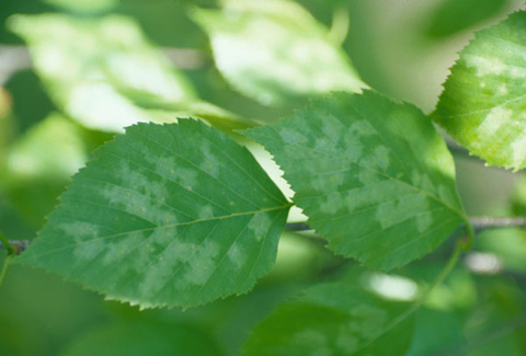 Whitish patches on green birch leaves