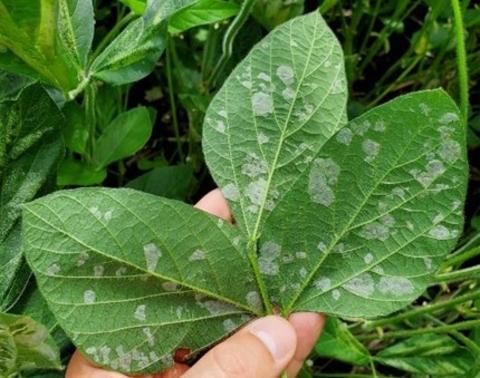 soybean leaves with blotchy mines