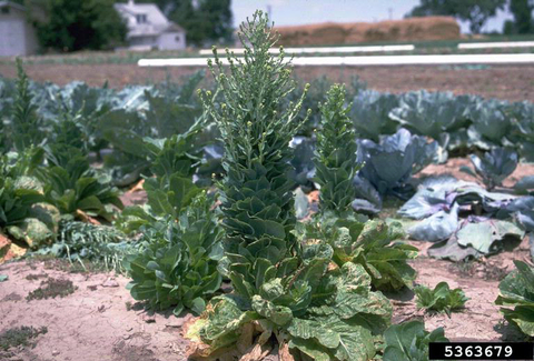 Green lettuce plants in foreground that have elongated heads with flowers sprouting out the top. Purple cabbages are in the background on bare soil.