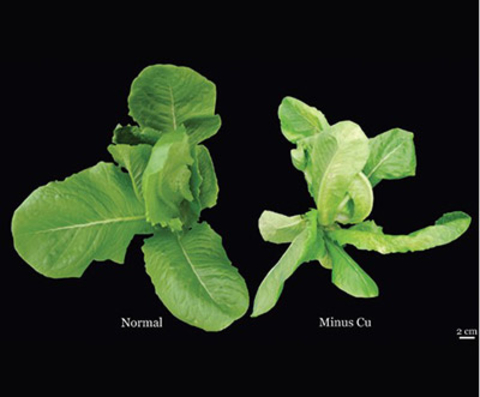 a healthy young lettuce plant next to a young lettuce plant with upper portion of the plant wilted