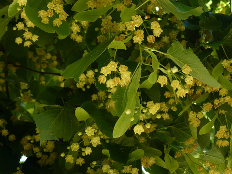 Creamy white, sweetly scented flowers of the Linden, a popular shade tree (Tilia spp.), with leaves and seed.