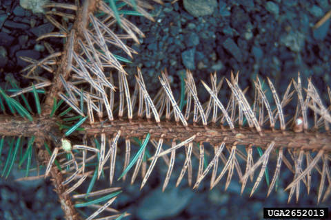 Closeup of pine branch with brown, dried needles