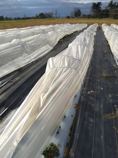 Long low-tunnels of white plastic, separated by black ground cover, covering rows in a field.