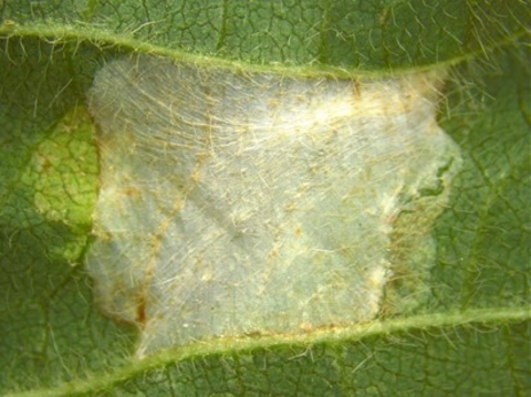 lower soybean leaf surface with mines