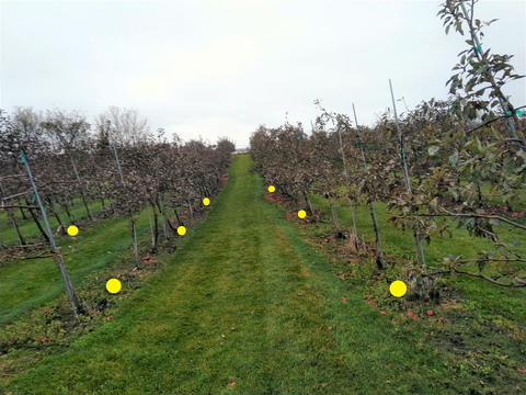 Photo of subsample placement in an apple orchard with circles marking where to place samples.