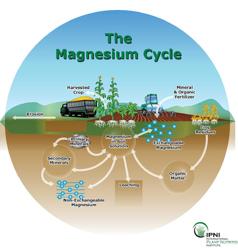 Generalized soil magnesium cycle representing Mg in the soil and where Mg may be applied or removed on an annual basis