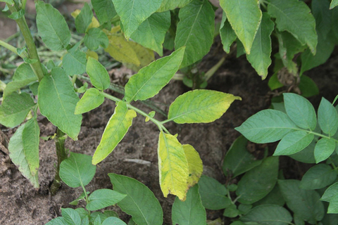 Potato leaf with yellowing between veins.