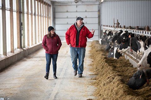 A man and woman walking in barn looking at cows.