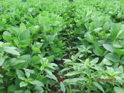 weed control in soybean